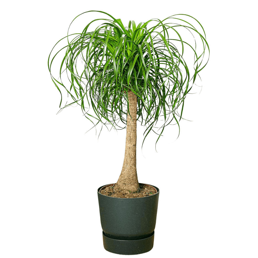 Nolina Fil Ayağı (Beaucarnea Recurvata) 110-120 cm