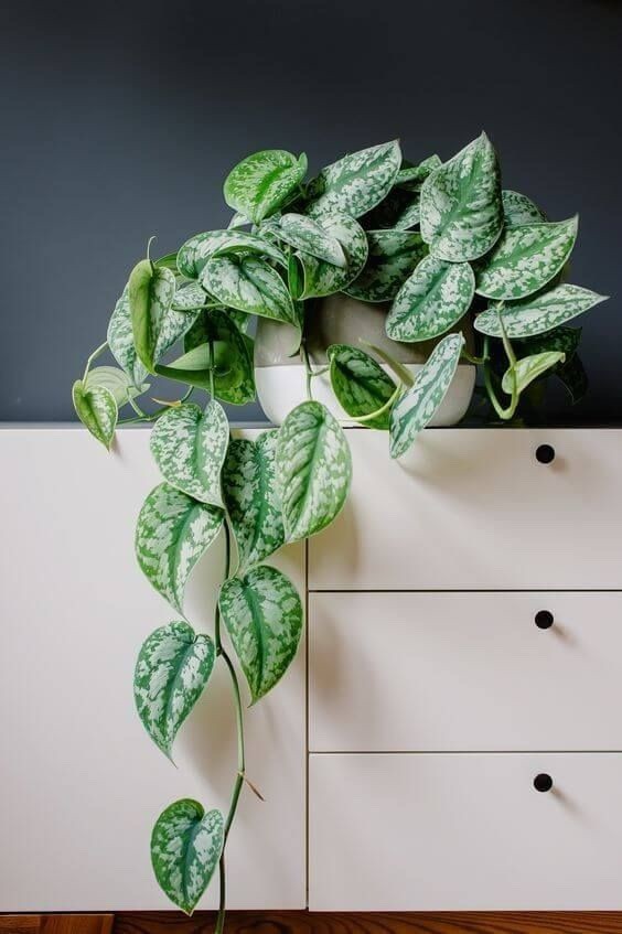 POTHOS PICTUS-SALON SARMAŞIĞI (SİLVER SATIN POTHOS-SCİNDAPSUS PİCTUS EXOTİCA)