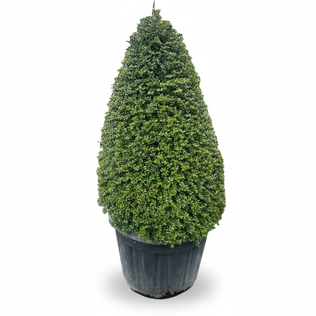 Japon Hanımeli Piramit Form (Lonicera Nitida Scoop)