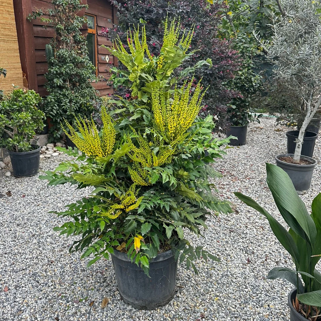 Mahonia Media Winter Sun XXL