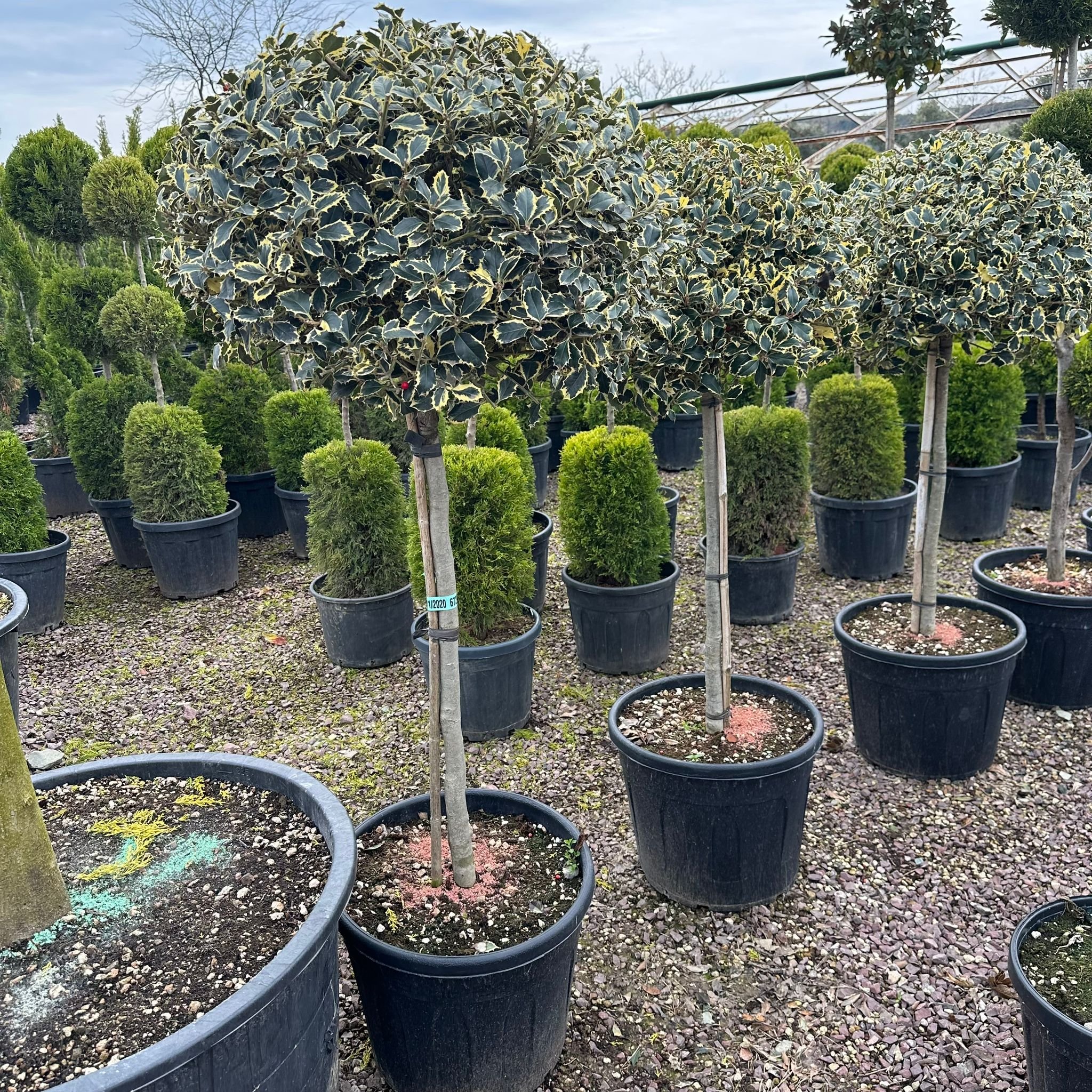 ILEX Aquifolium Tijli (Alacalı Çoban Püskülü)