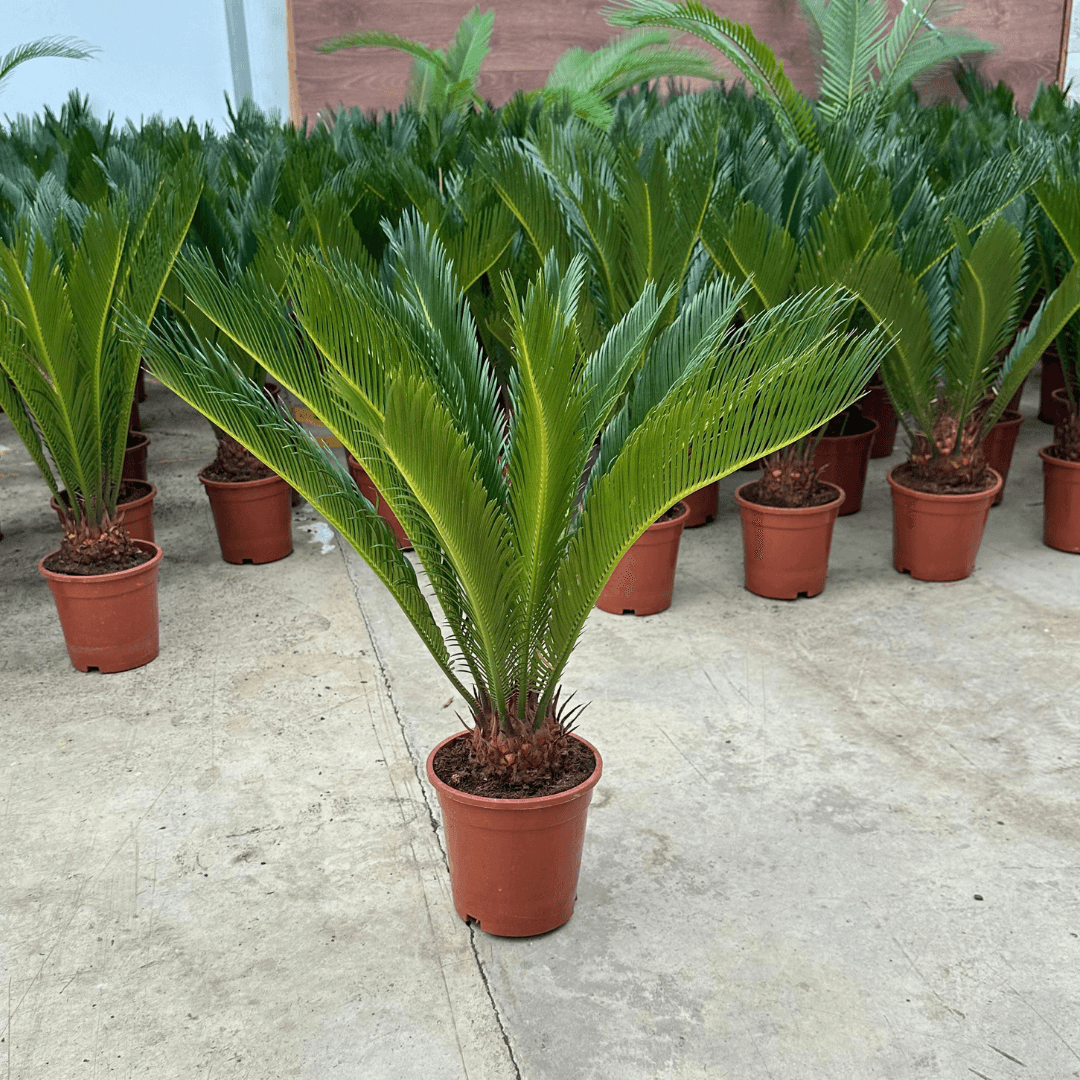 Cycas Revoluta (Sikas Bitkisi) Japon Sago Palmiyesi