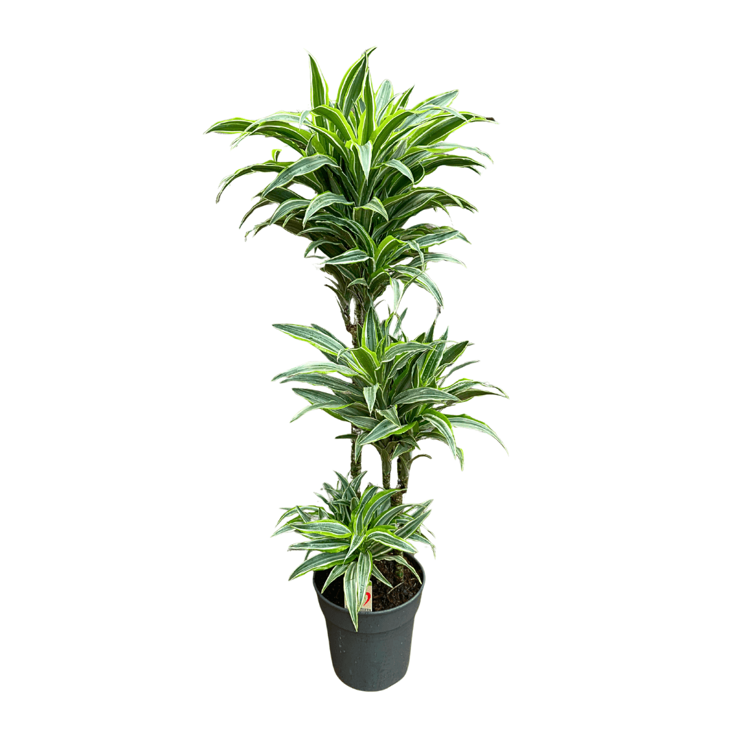 Dracaena Dremensis Lemon Lime 3 Gövdeli 110 cm