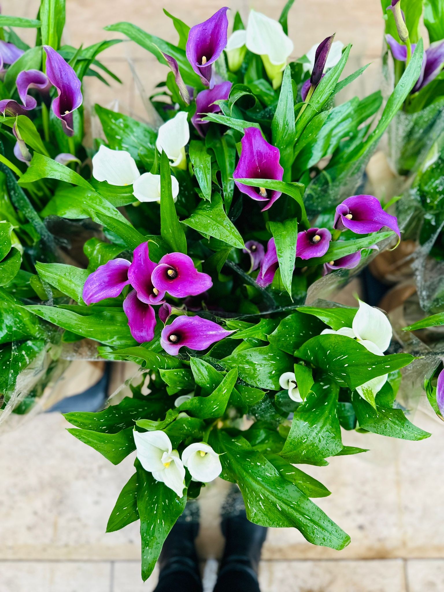 Gala Çiçeği (Zantedeschia) ithal 