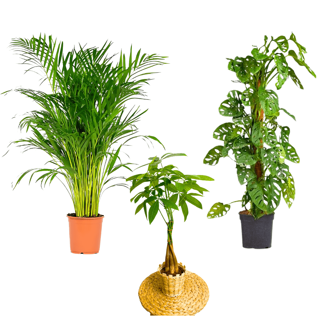 Üçlü Set (Areca Palmiyesi, Pachira, Monstera Monkey Mask)