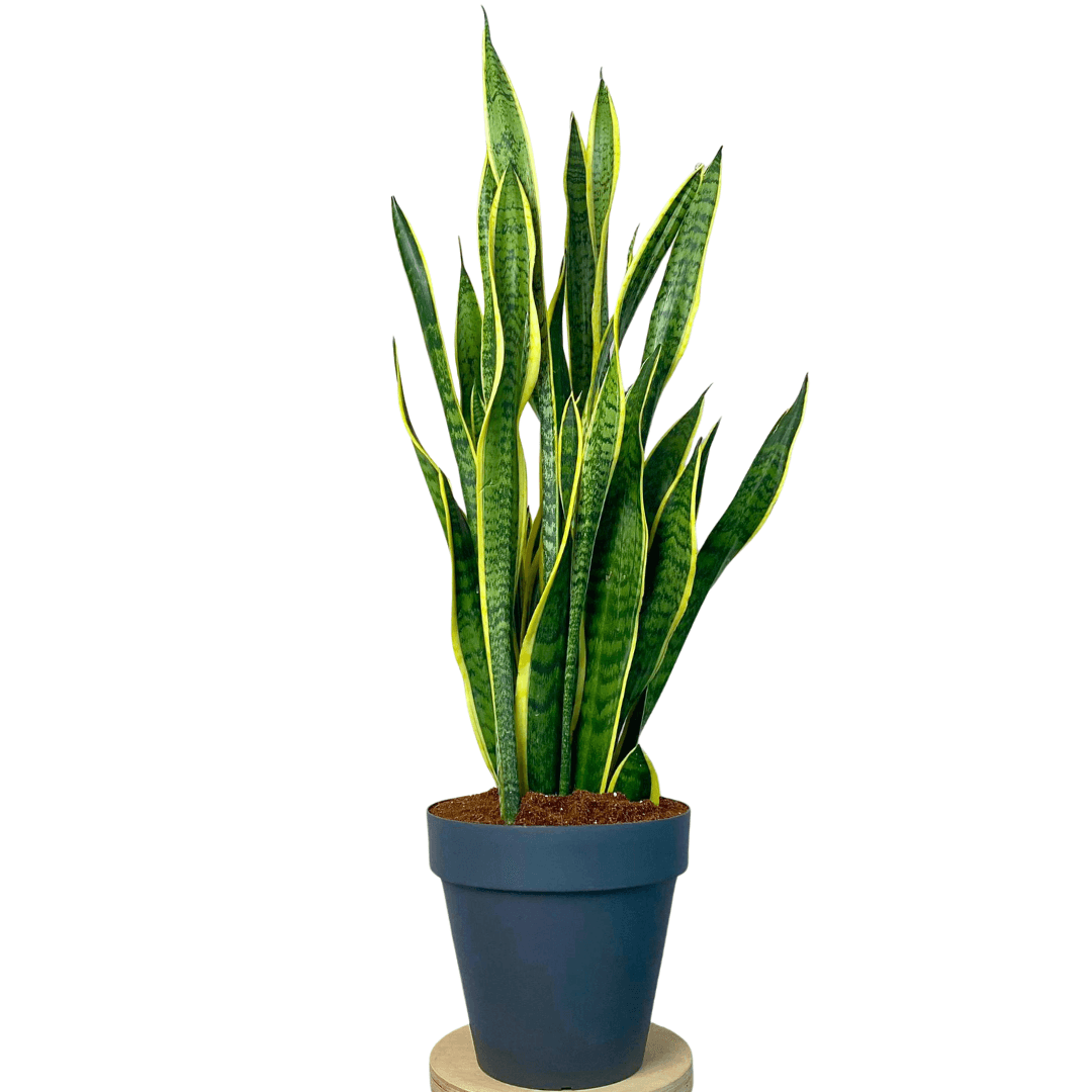 Sansevieria Trifasciata 90-100 cm Paşa Kılıcı-Kılıç Çiçeği-Peygamber Kılıcı XXL