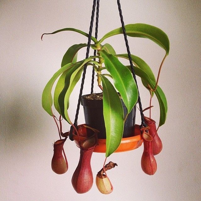 Monkey Jars-Nepenthes Alata