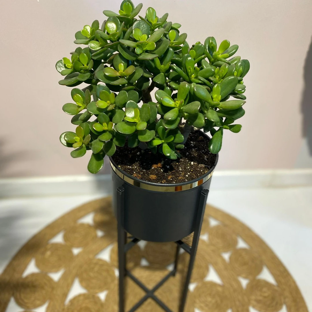Crassula Ovata (Para Çiçeği Metal Saksıyla Beraber)