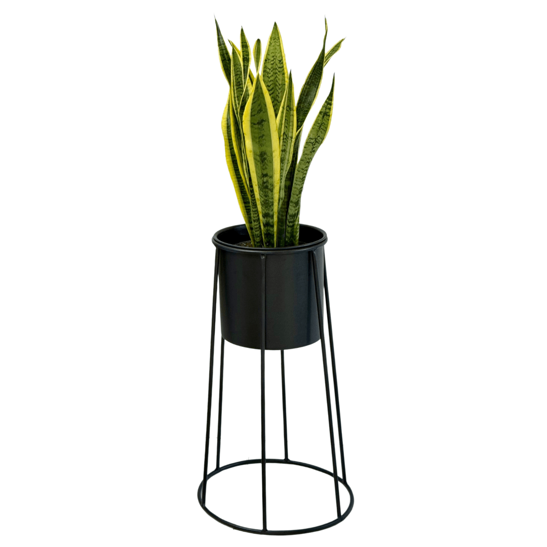 Sansevieria Trifasciata 70-80 cm Paşa Kılıcı-Kılıç Çiçeği-Peygamber Kılıcı L