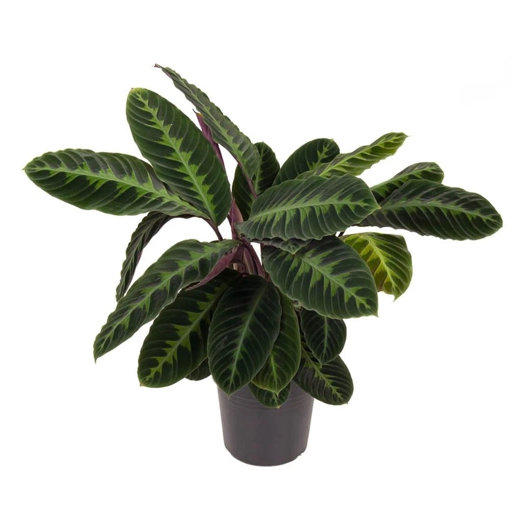 Calathea Zebrina-Calathea bicolor