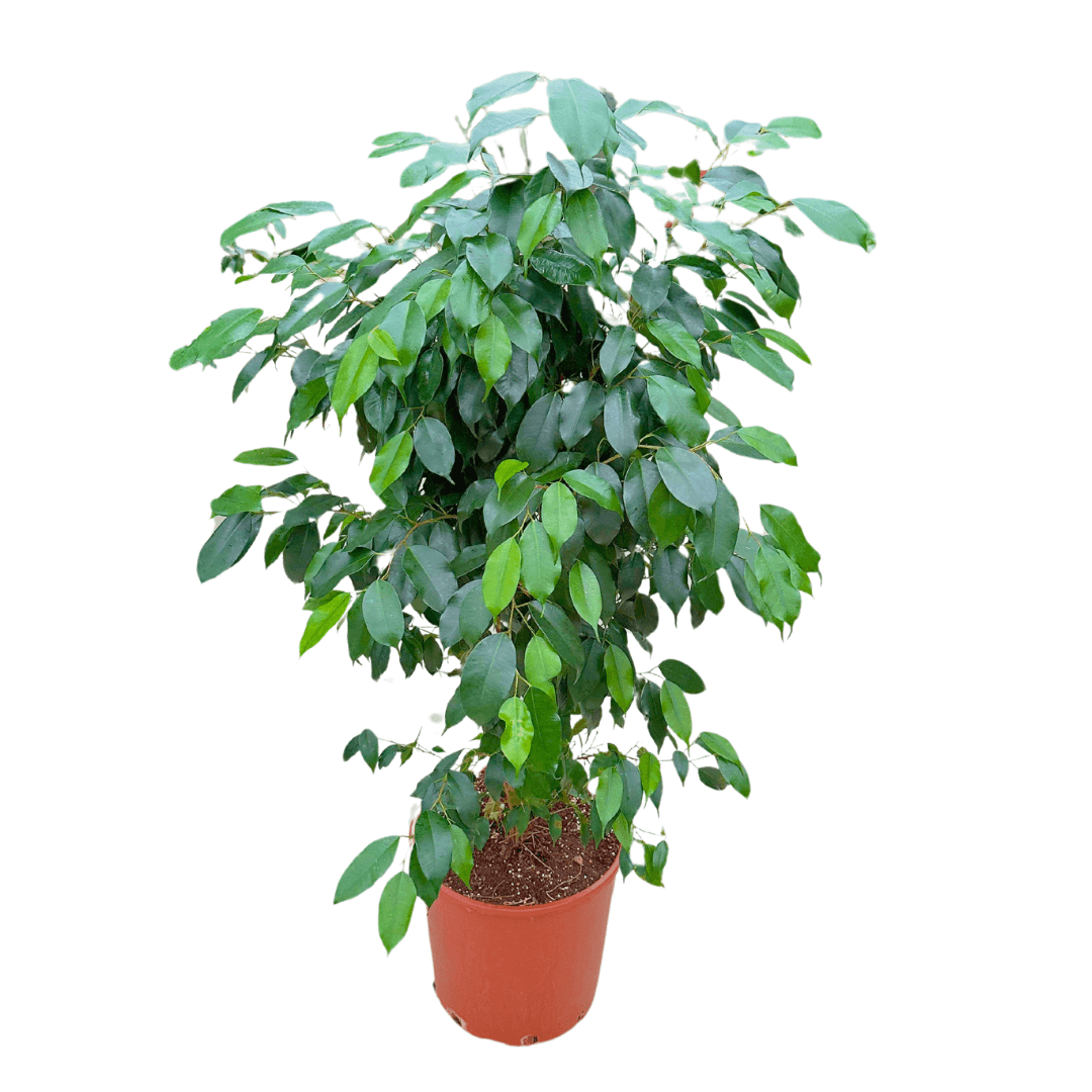 Benjamin Ficus Danielle 100-110 cm (Koyu Yeşil Benjamin)
