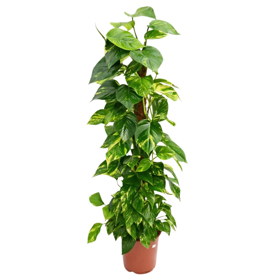 Yosun Çubuklu Pothos 150-160cm Salon Sarmaşığı -EPİPREMNUM AUREUM