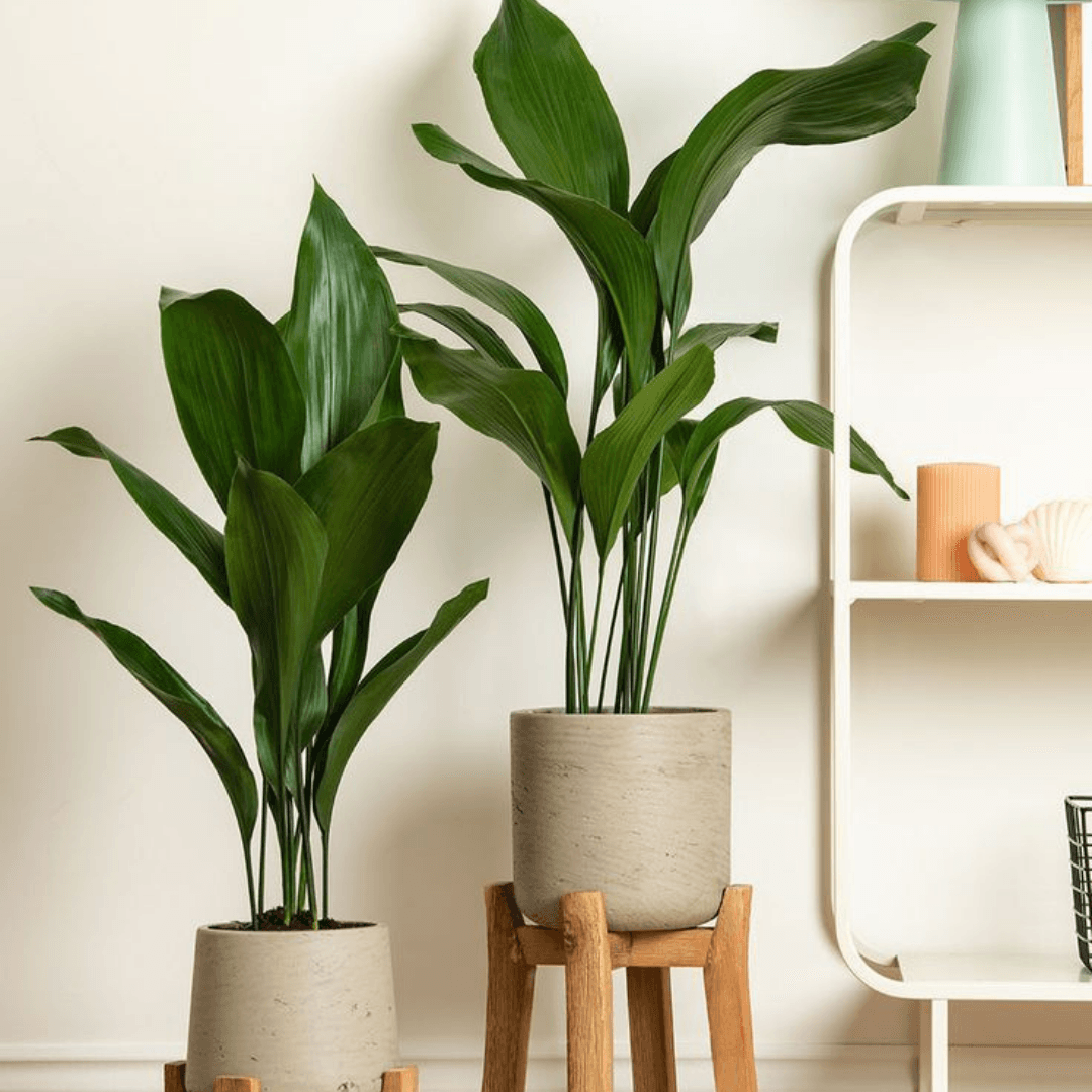 Aspidistra Eliator (Salon Yaprağı) XXL Form 90 cm