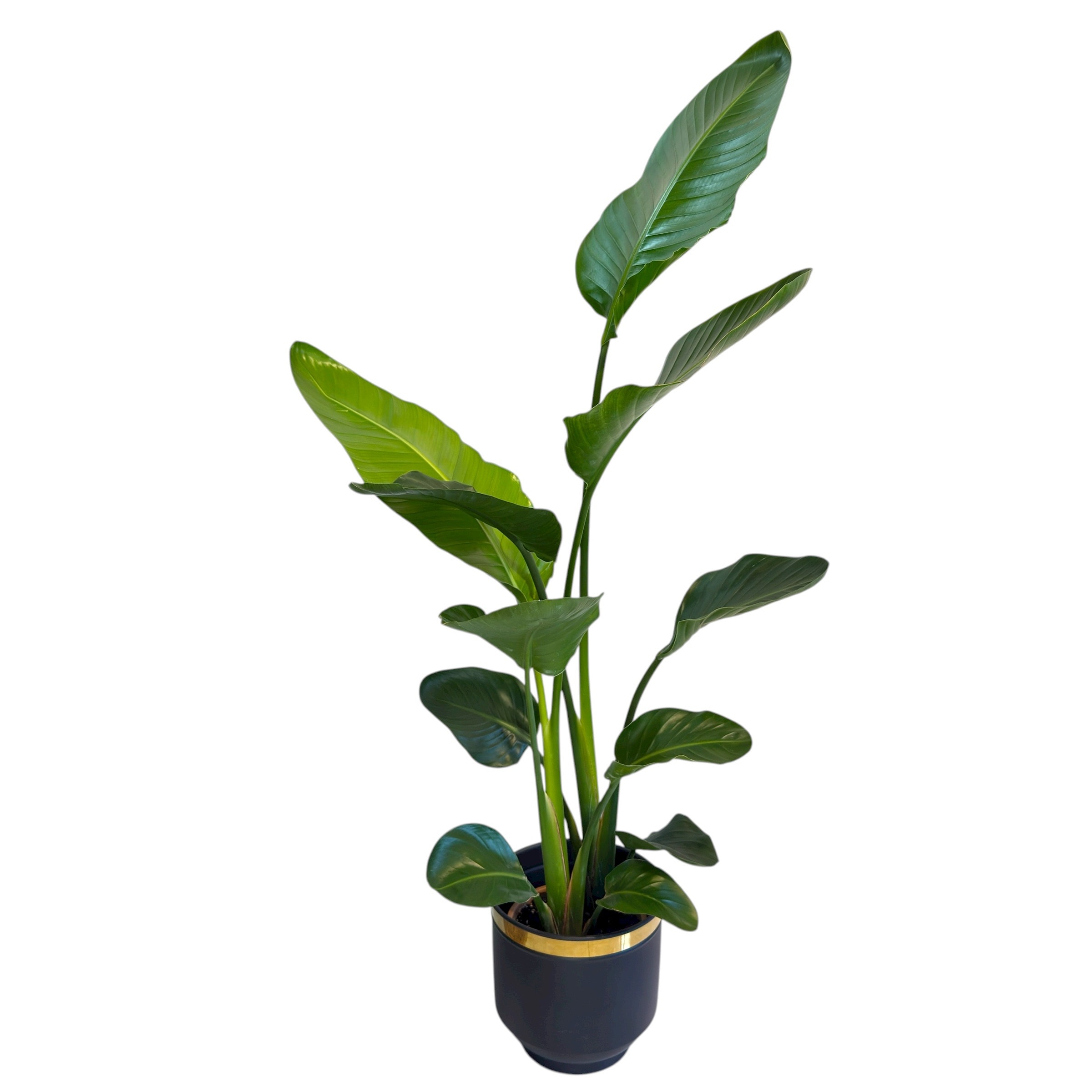 Strelitzia Nicolai Starliçe 2 Gövdeli 130-140 cm