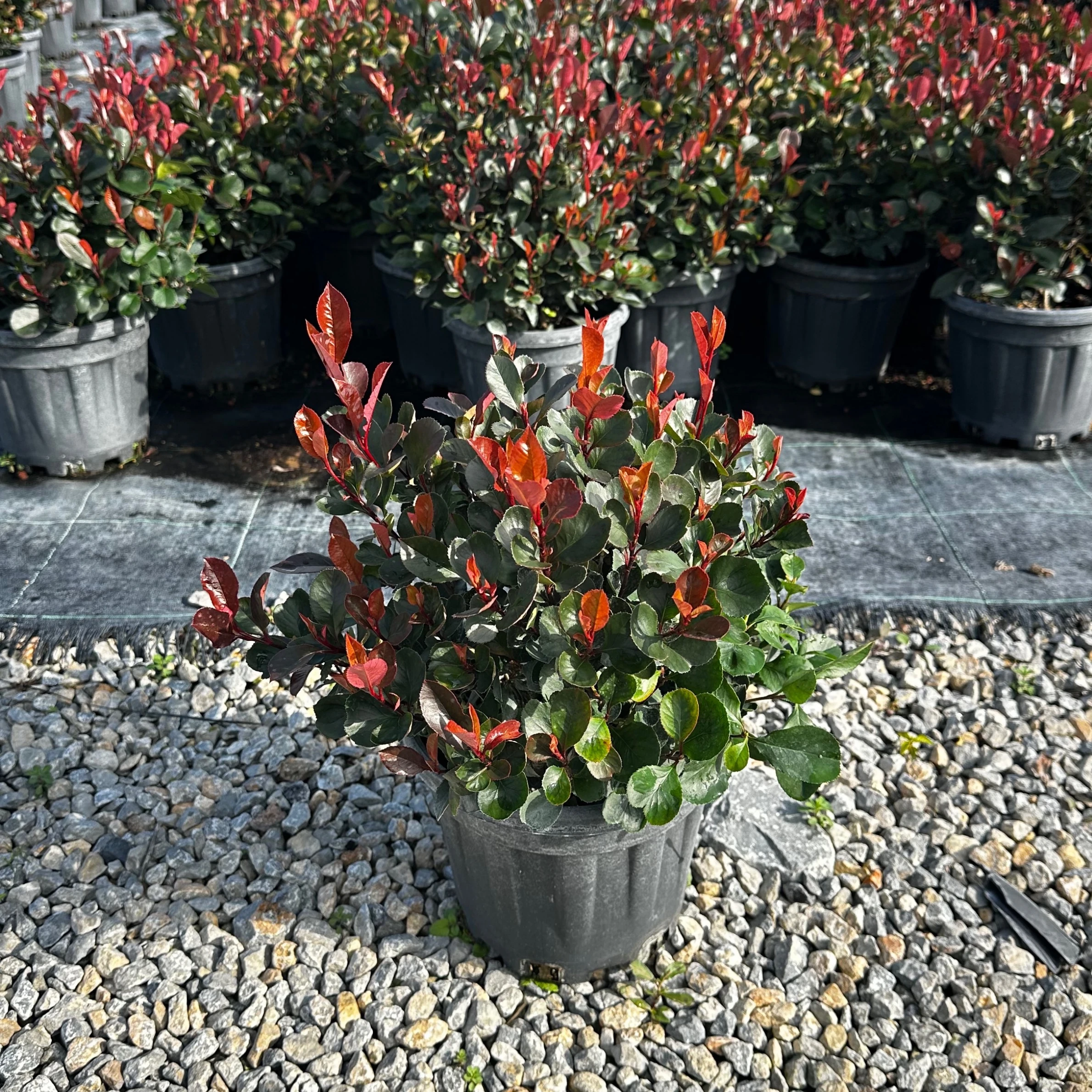 Bodur Alev Çalısı L