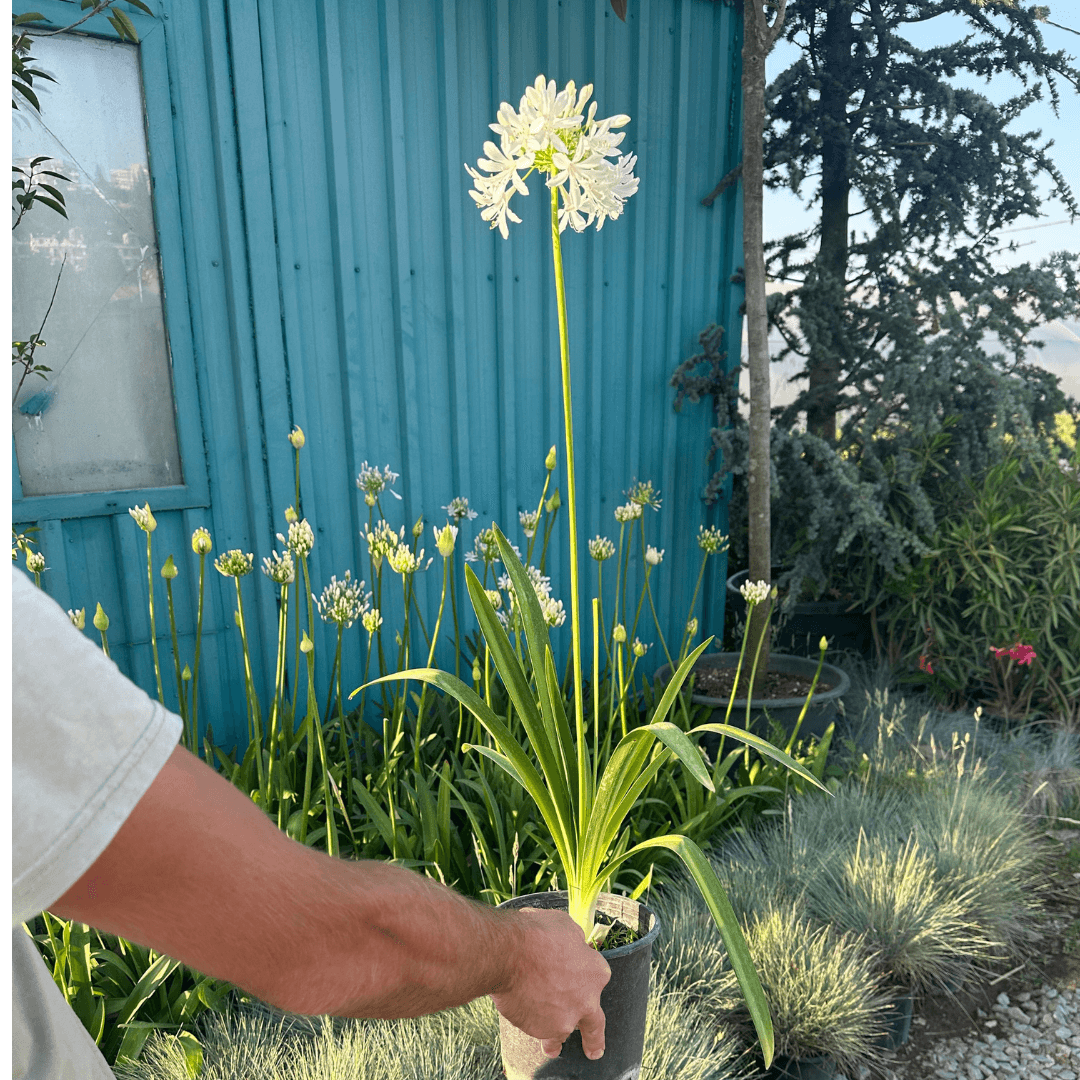 Agapanthus Africanus White 2 Adet (Beyaz Şefkat Çiçeği, Afrika Zambağı)