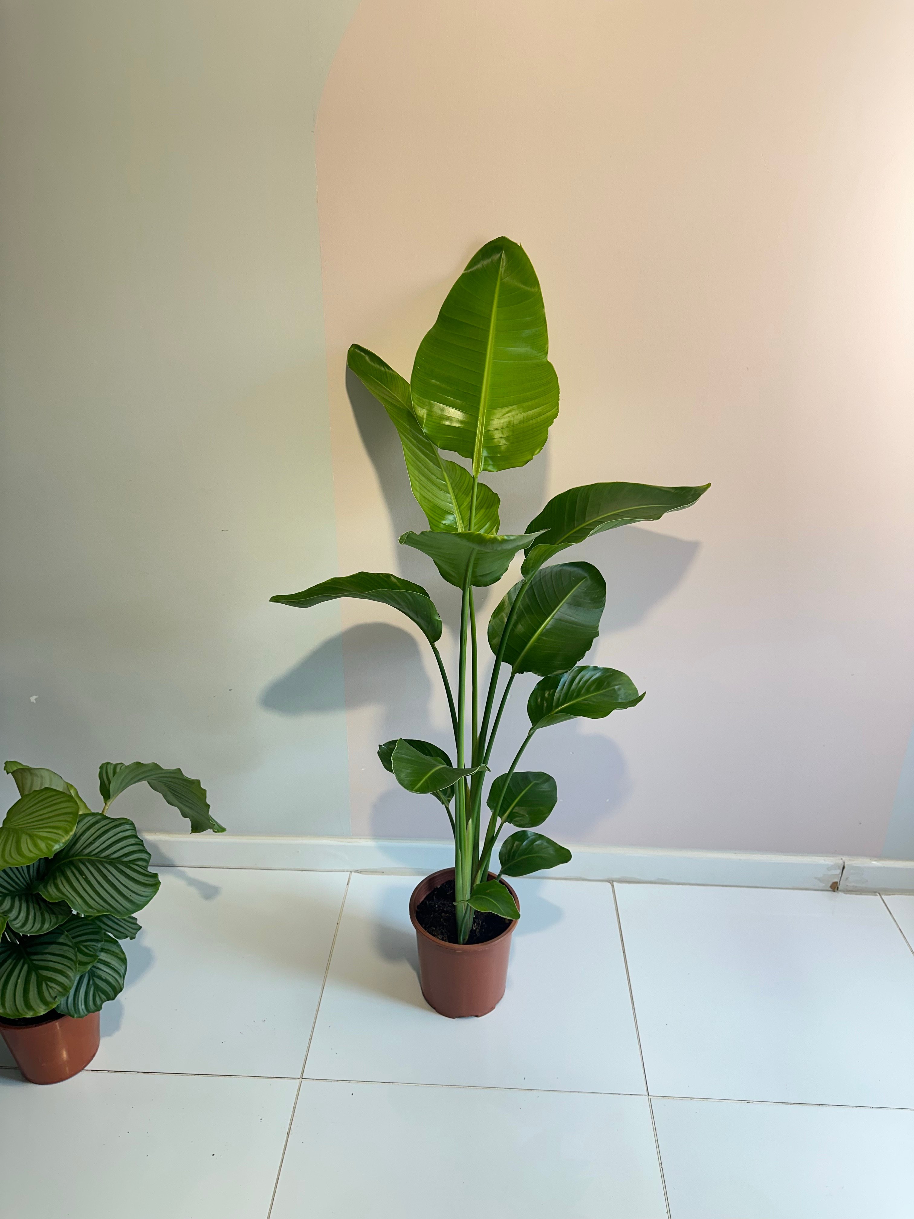 Strelitzia Nicolai Starliçe 2 Gövdeli 130-140 cm