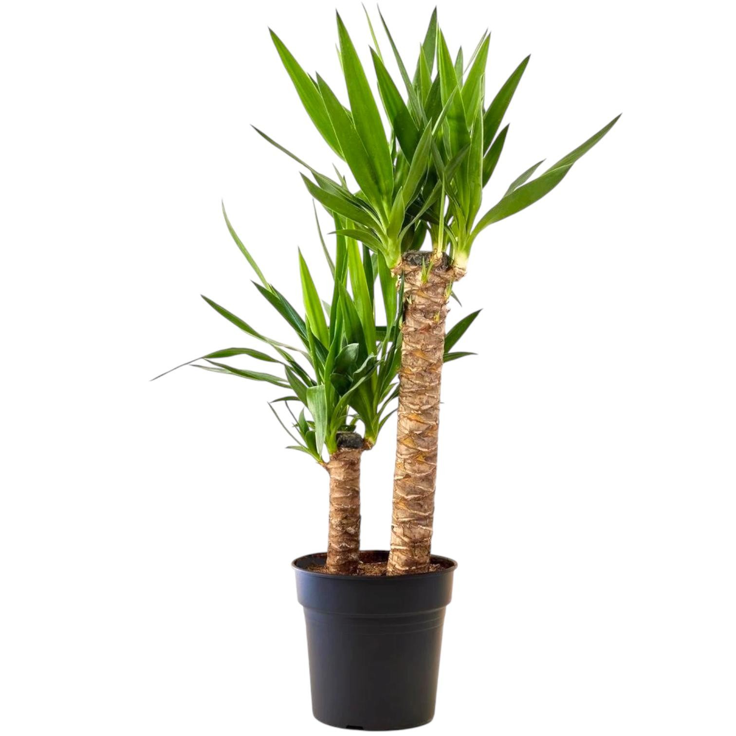 Yucca 2 Gövdeli 100-110 cm (Yuka 2 Kollu) 