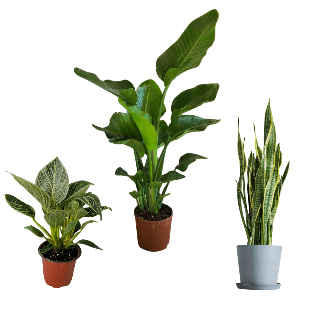 Üçlü Kampanya Set ( 3 Gövdeli Starliçe, Sansevieria, Philodendron Birkin)