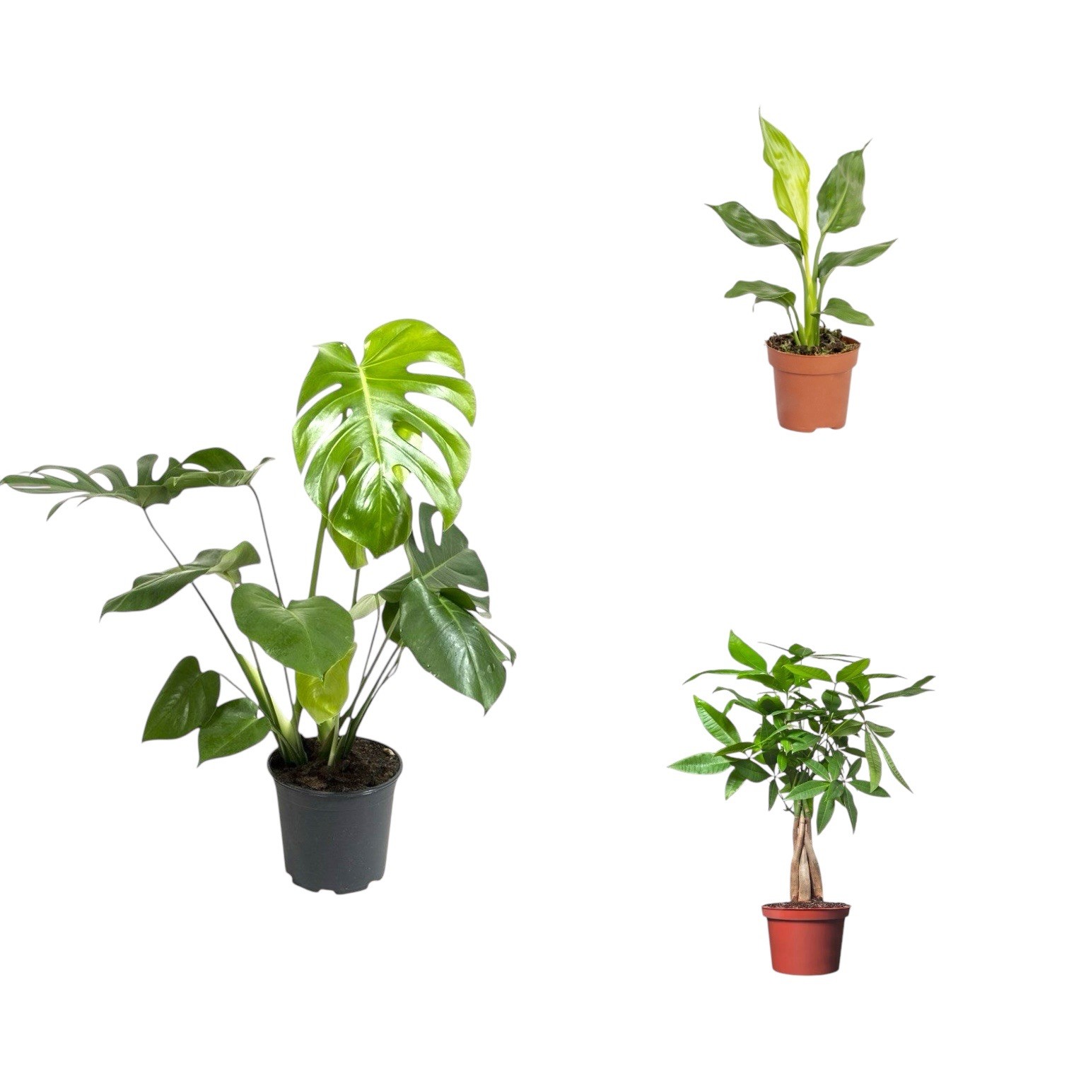 Üçlü Bitki Seti (Monstera-Pachira-Starliçe)