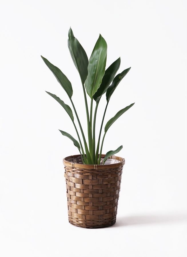 Strelitzia Regiana Tek Gövdeli 90-110 Cm-Turuncu Çiçek Açan Starliçe