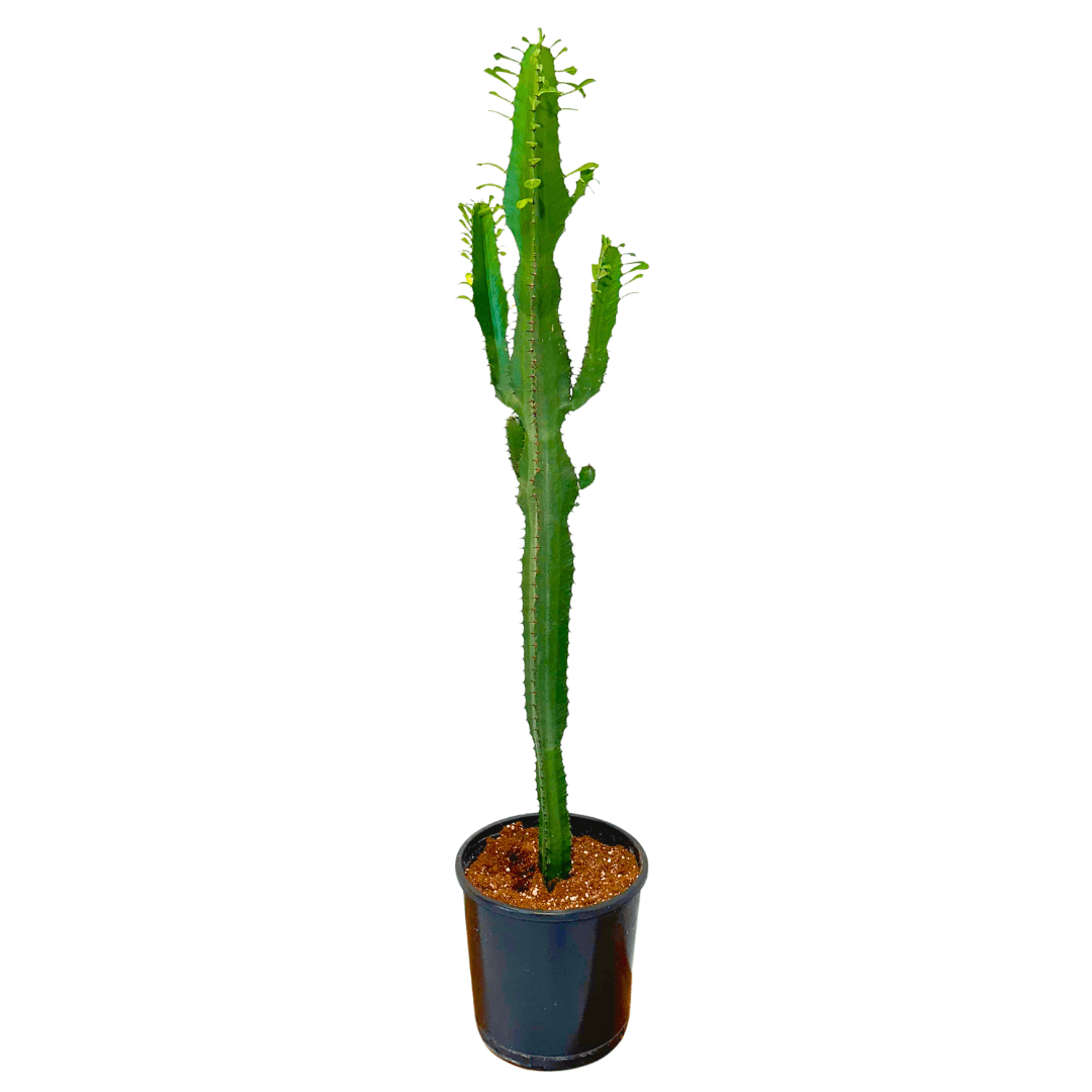 Euphorbia Acrurensis 130 cm Kaktüs