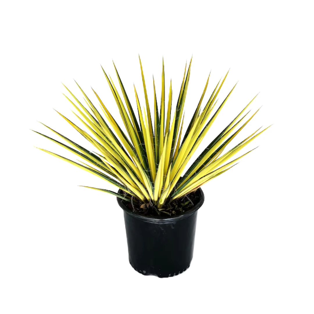 Yucca Filamentosa 'Color Guard' Özel Tür
