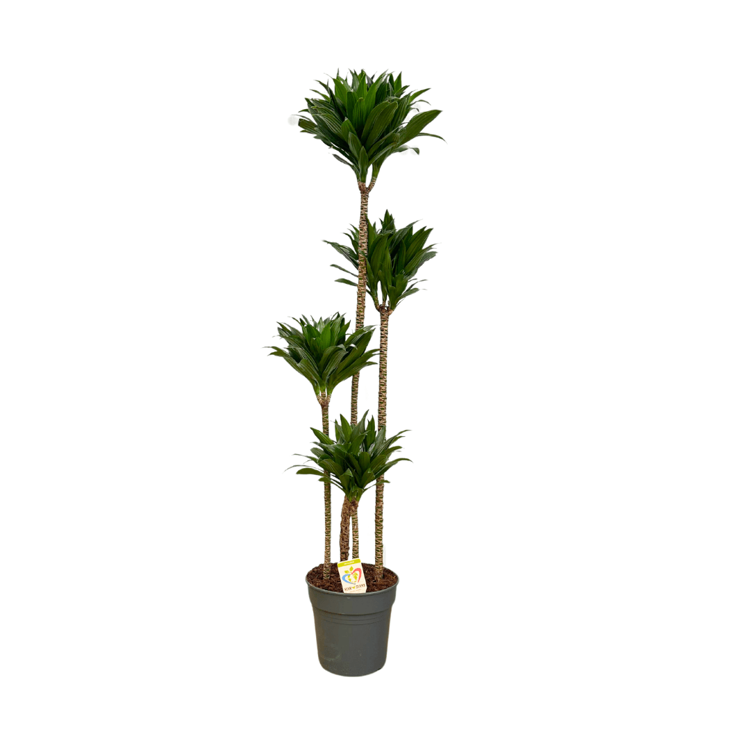 Dracaena Compacta 4 Gövdeli (4 Kollu 160-170 cm) İthal