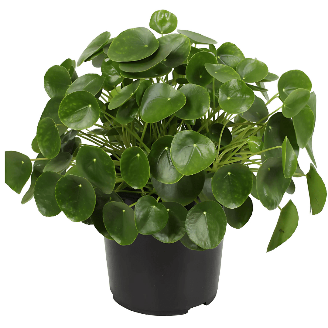 Pilea Peperomioides XL (Para Çiçeği)