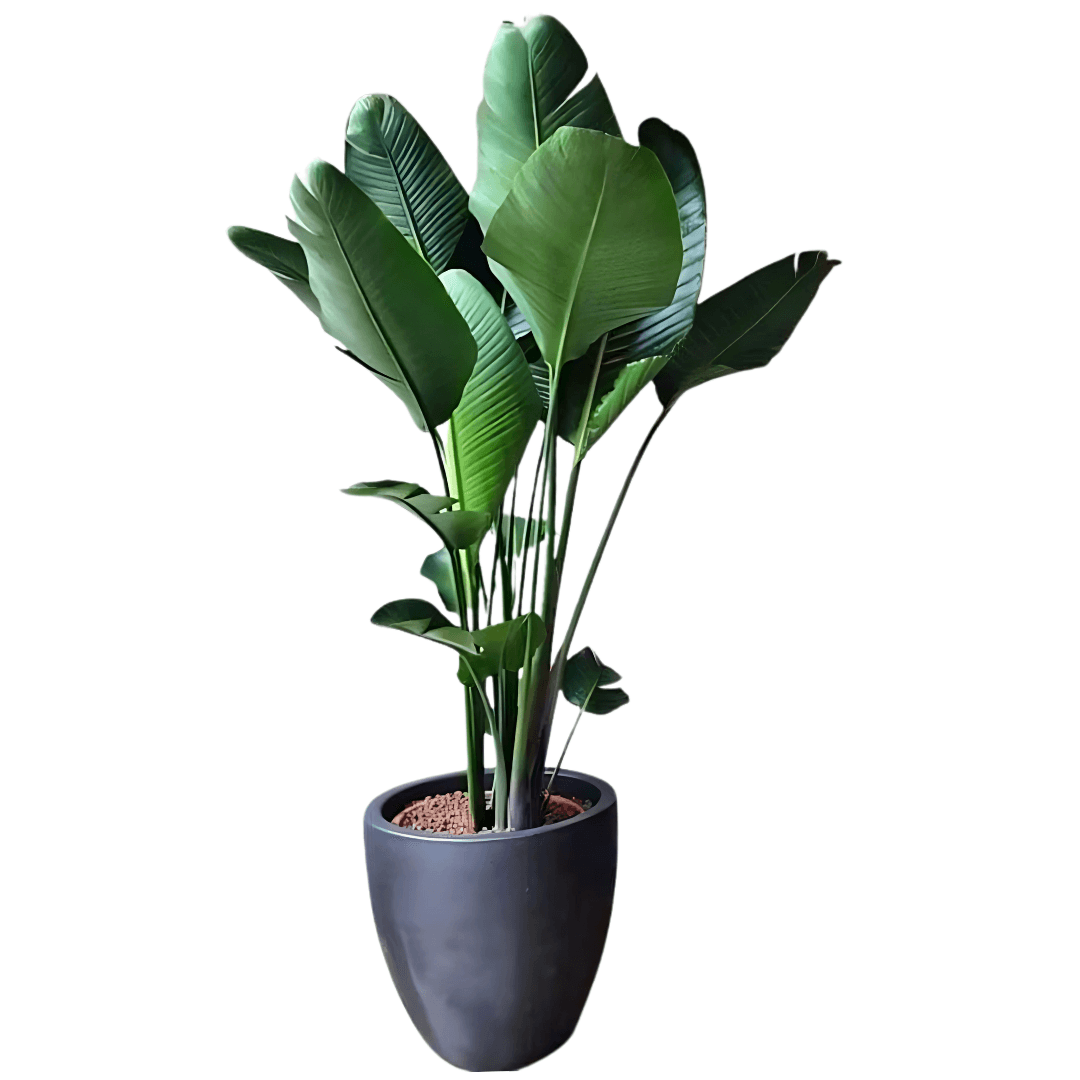 Starliçe (Strelitzia Nicolai) 220-230 cm Üç Gövdeli Beyaz Cennet Kuşu
