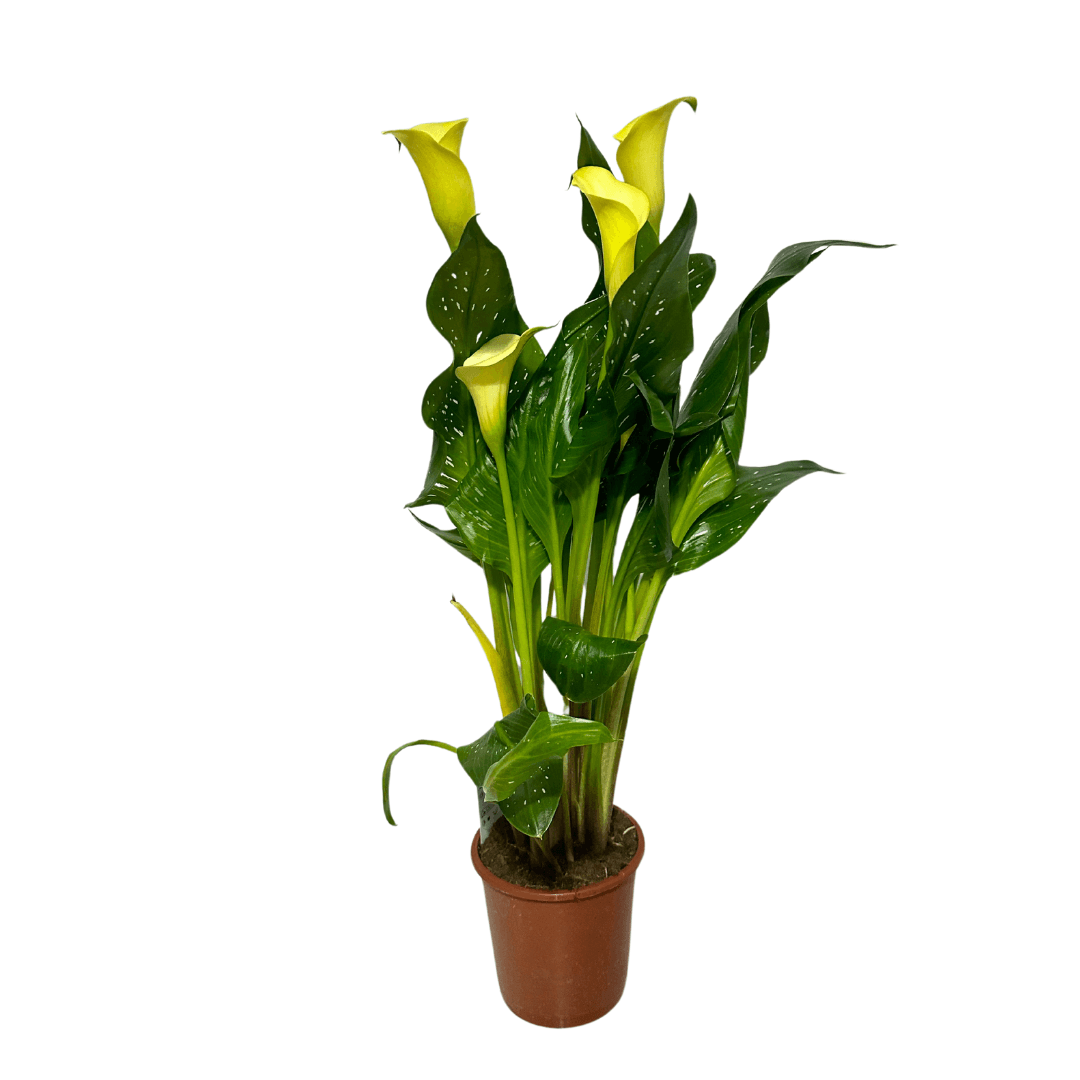 Gala Çiçeği Sarı (Calla Zantedeschia Elliottiana Golden) XL