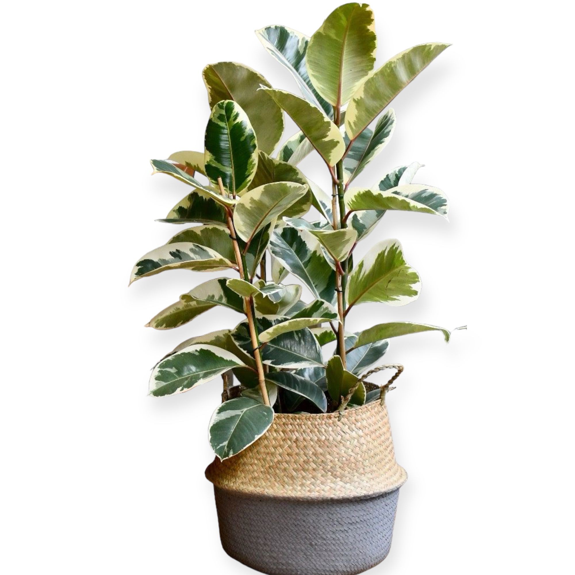 Alacalı Kauçuk Bitkisi-Ficus Elastica-Tineke-Çift Dallı (110-130 cm)