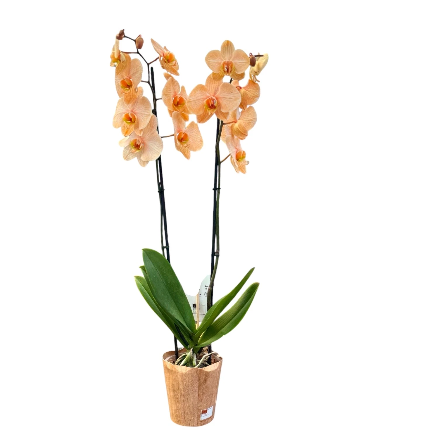 Orkide Somon Çift Dallı İthal (Phalaonepsis)
