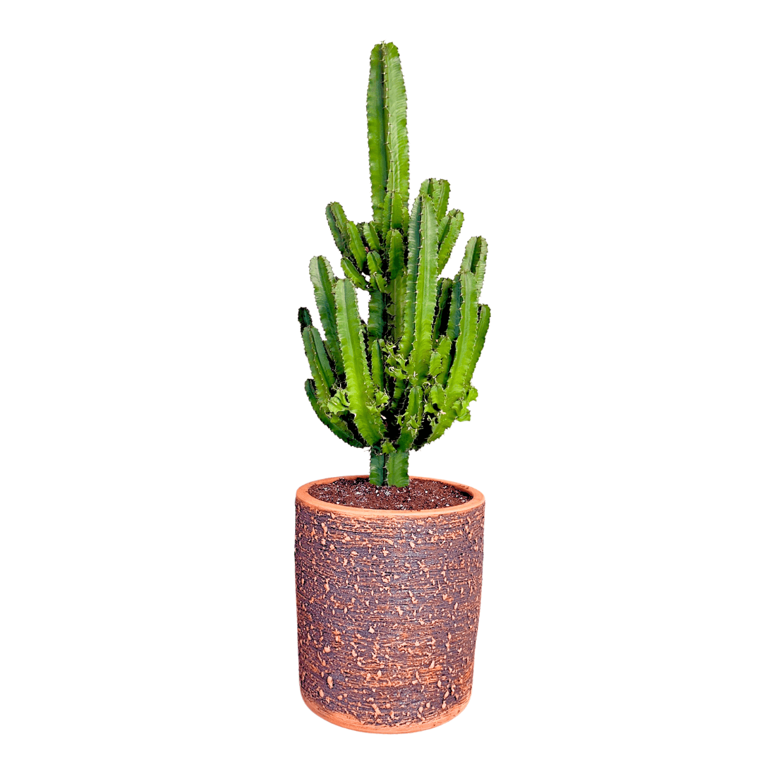 Euphorbia Erytrea (Eritrea) 100-110 cm Kaktüs
