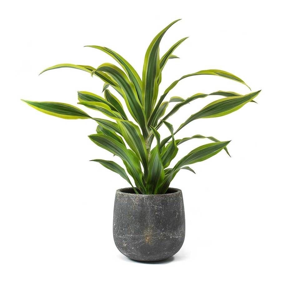 Lemon Lime 40-45 Cm