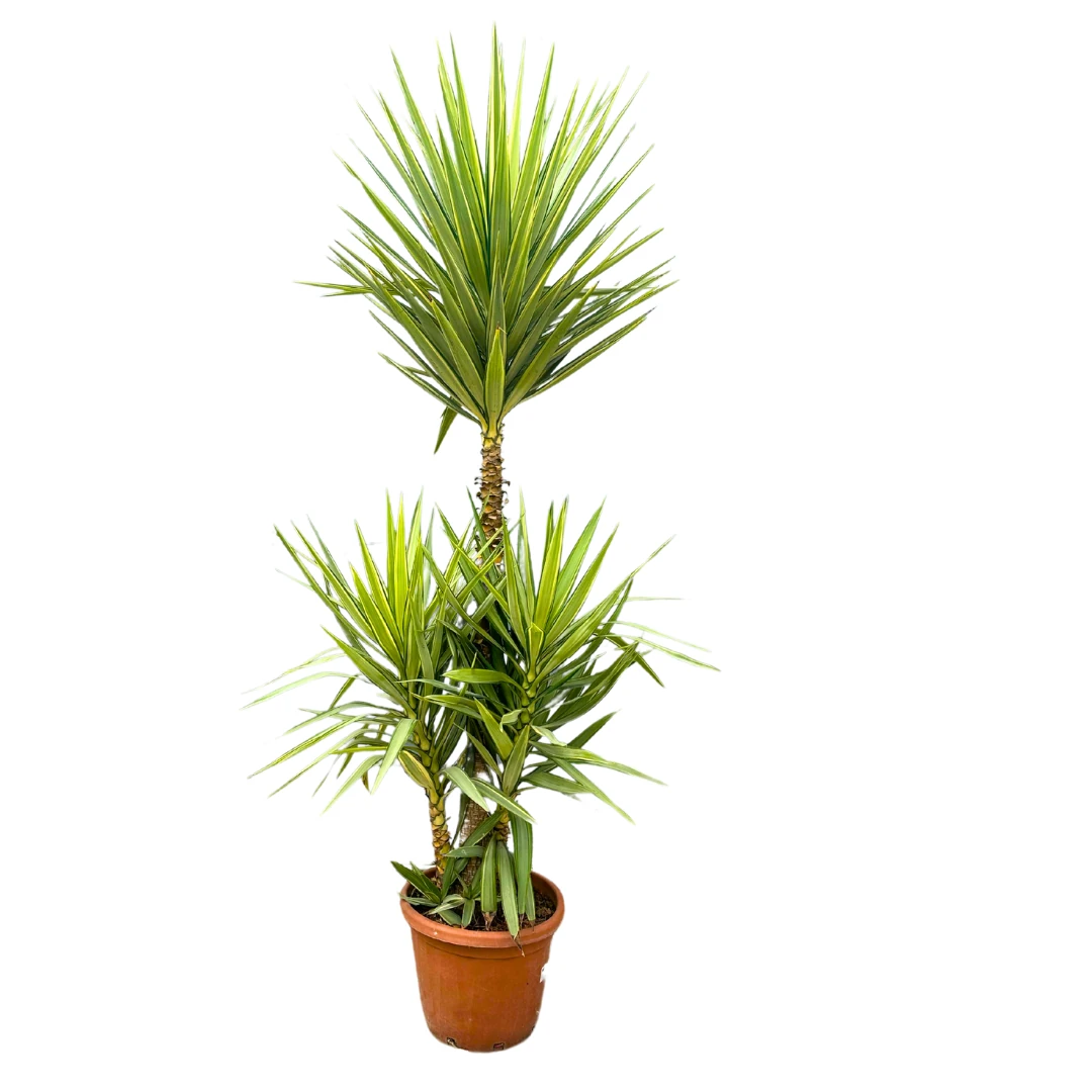 Yucca Jewel- Alacalı Yuka 220-230 cm