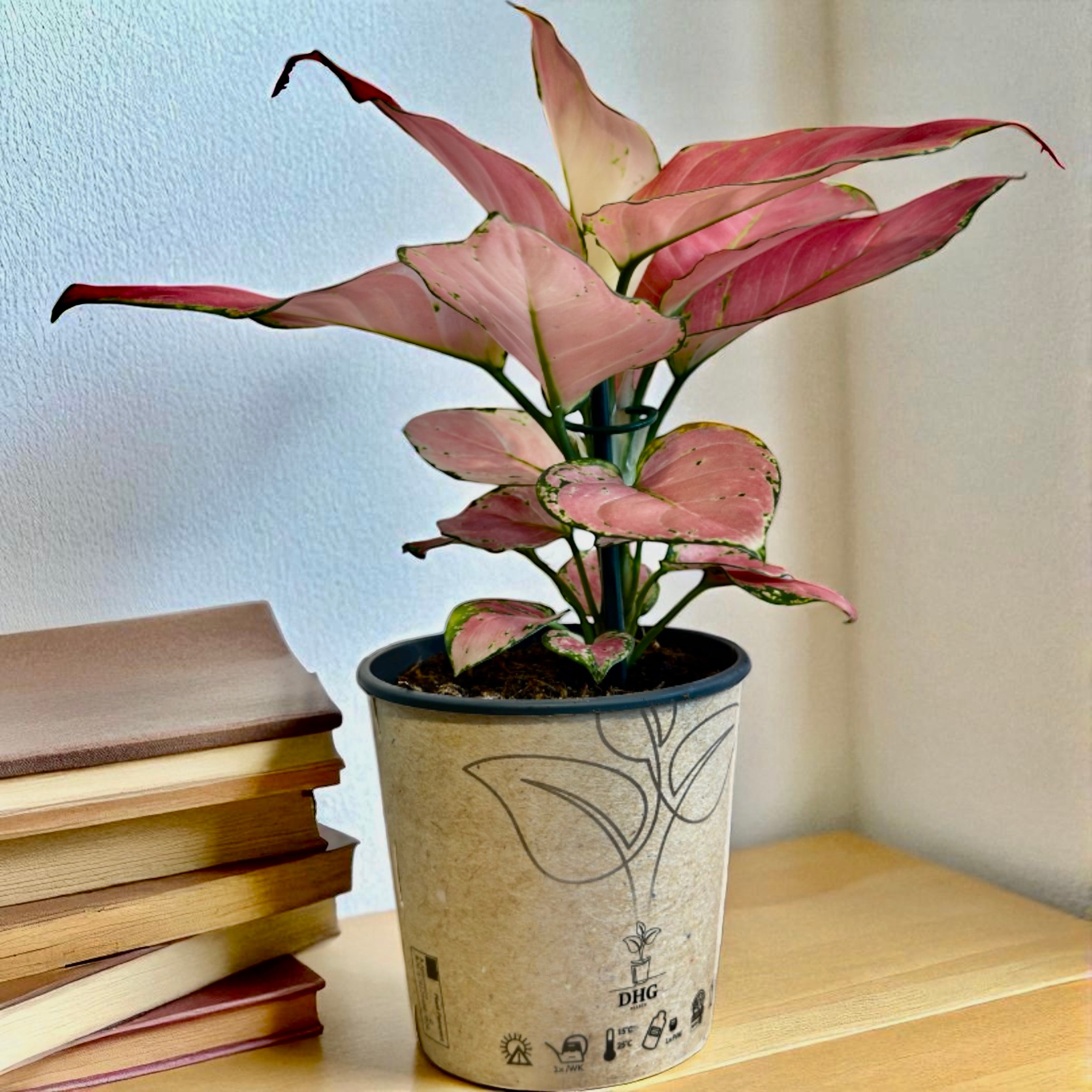 Aglaonema Red Joy (Pink Lady)