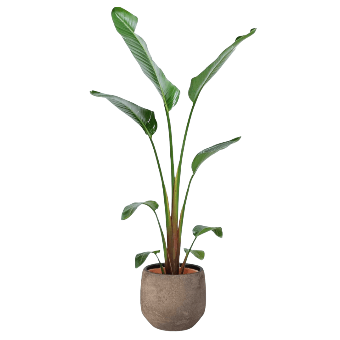 Strelitzia Nicolai Starliçe Tek Gövdeli 100-110 cm