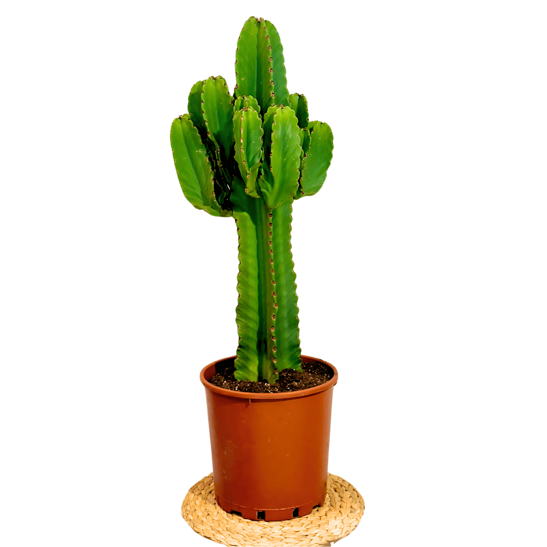 Euphorbia Ingens 80-90 cm Kovboy Kaktüsü