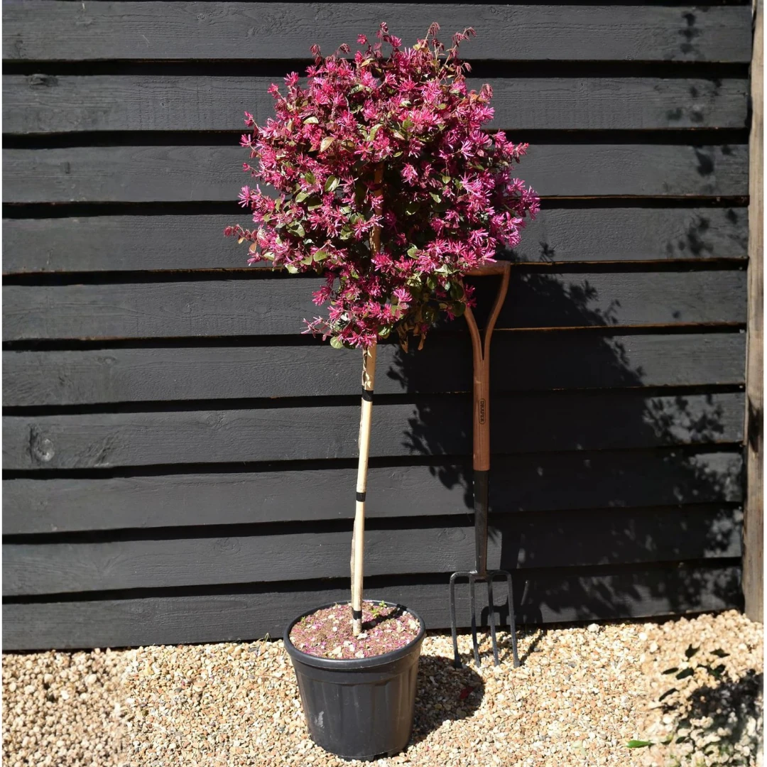 Loropetalum Tijli (Loropetalum Chinense Rubrum)