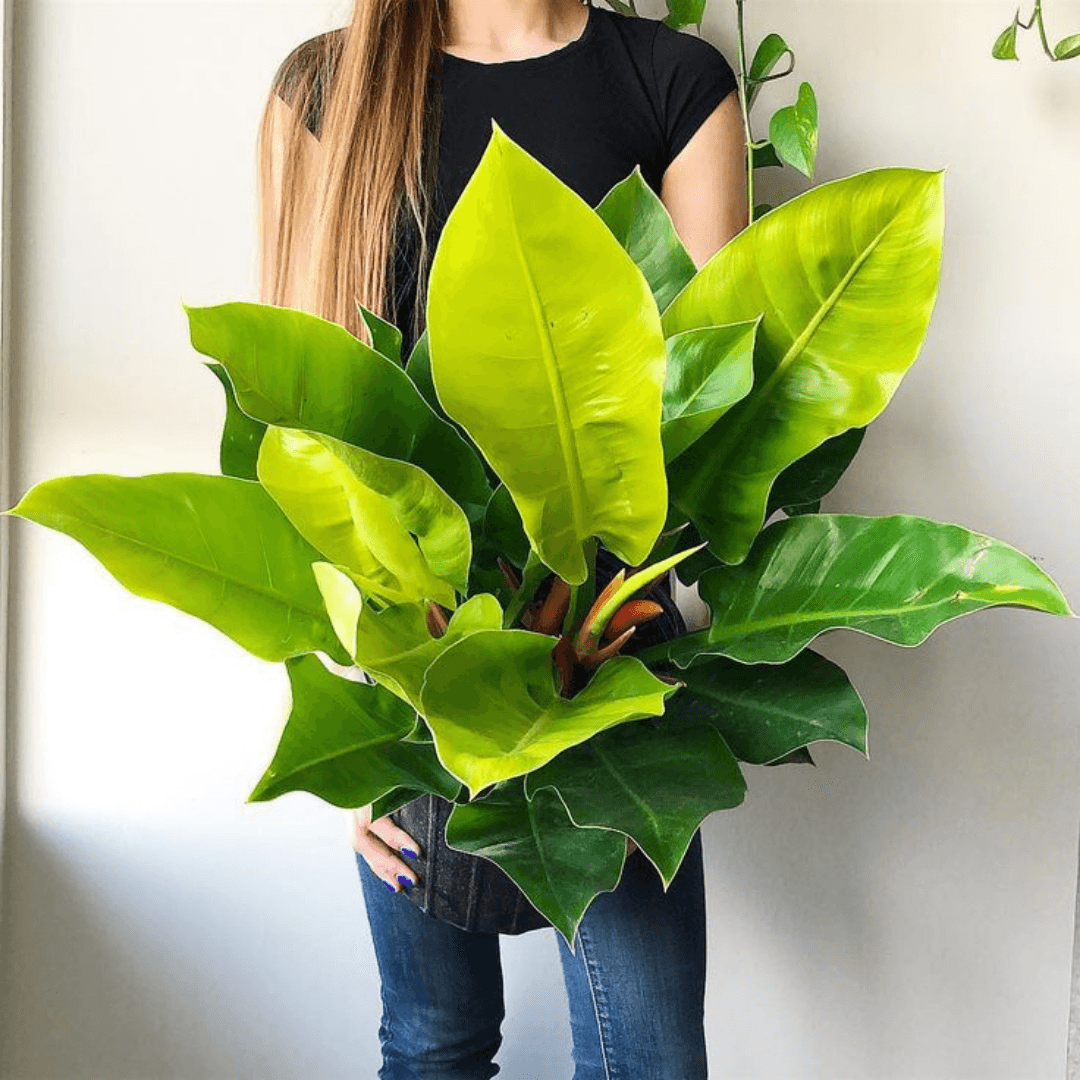 Philodendron Moonlight Yosun Çubuklu