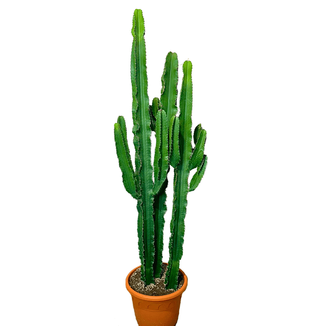 Euphorbia Candelabrum 170 cm (3'lü Ekim Dev Kaktüs)