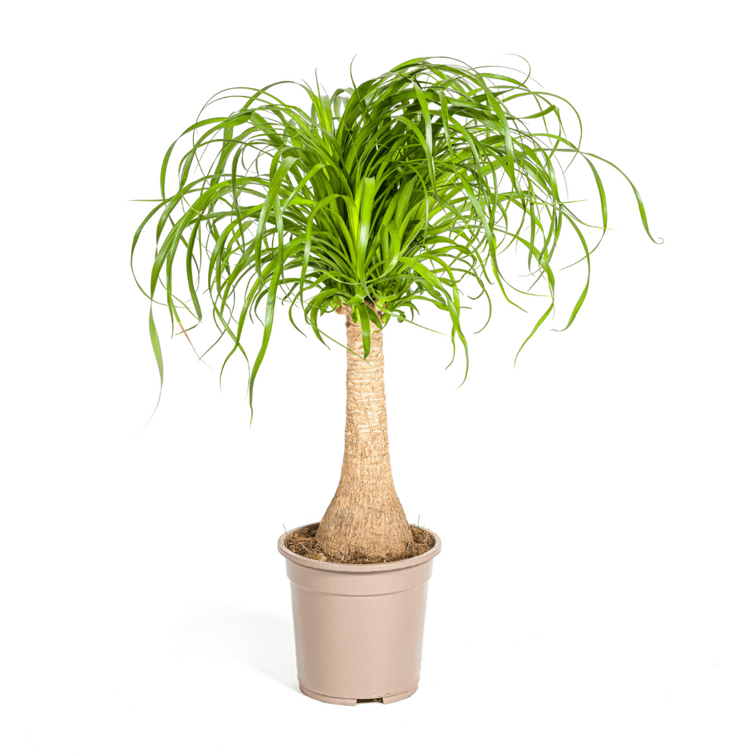 Nolina Fil Ayağı (Beaucarnea Recurvata) 60-70 cm