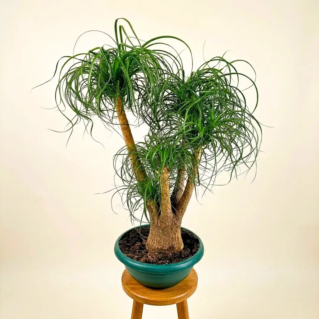 Bonsai Çeşitleri
