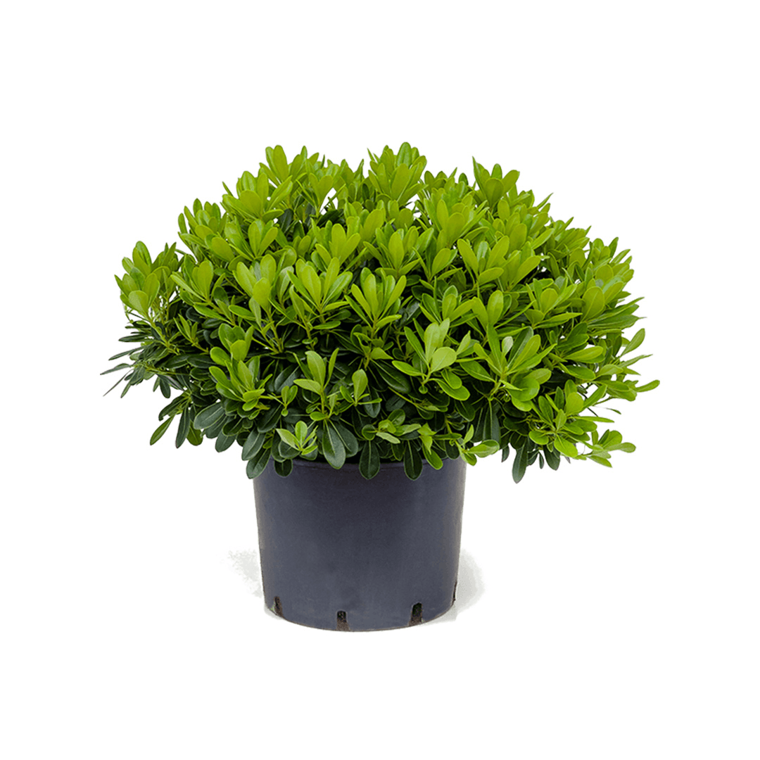 Pittosporum 30-40cm Clt 3 