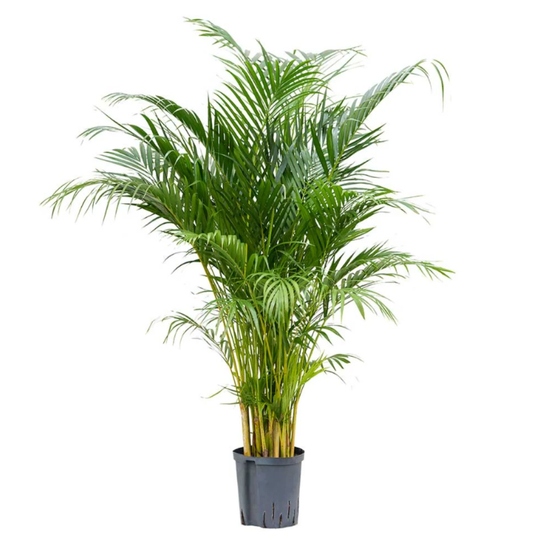 Areca (Areka) Palmiyesi 150-170 cm Dolgun Form İthal