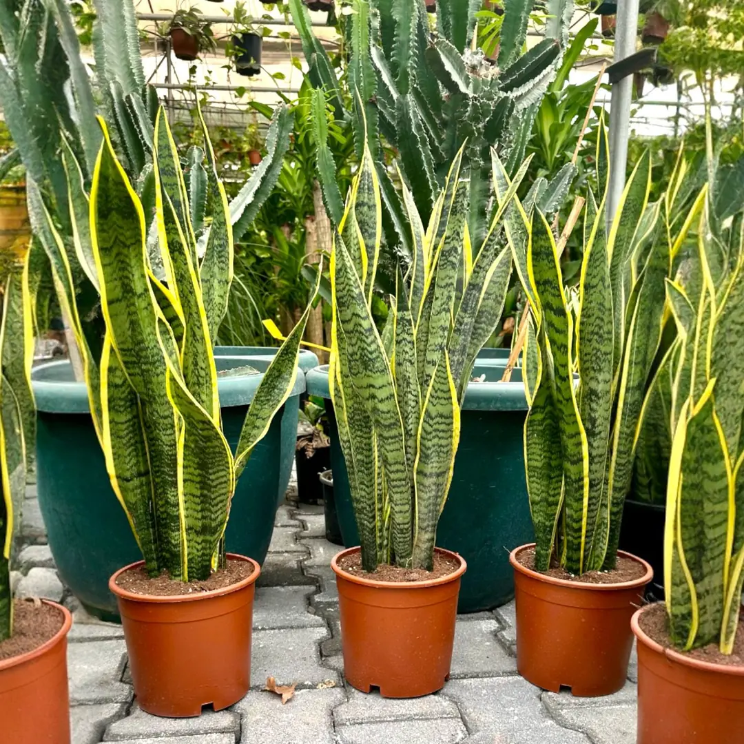 Sansevieria Trifasciata 110 cm Dev Paa Klc