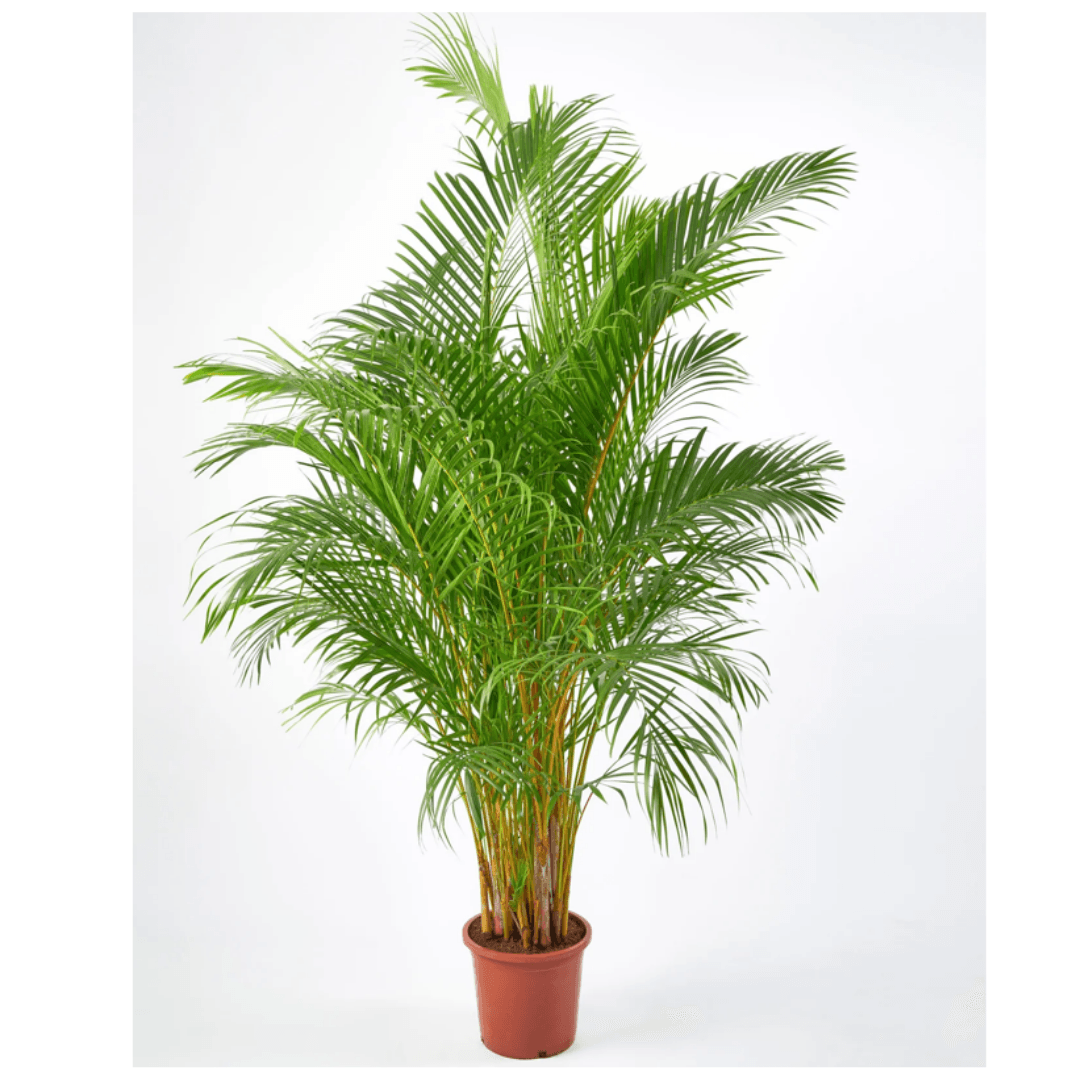 Areca (Areka) Palmiyesi XXXL Form 220-230 cm Dolgun Form İthal