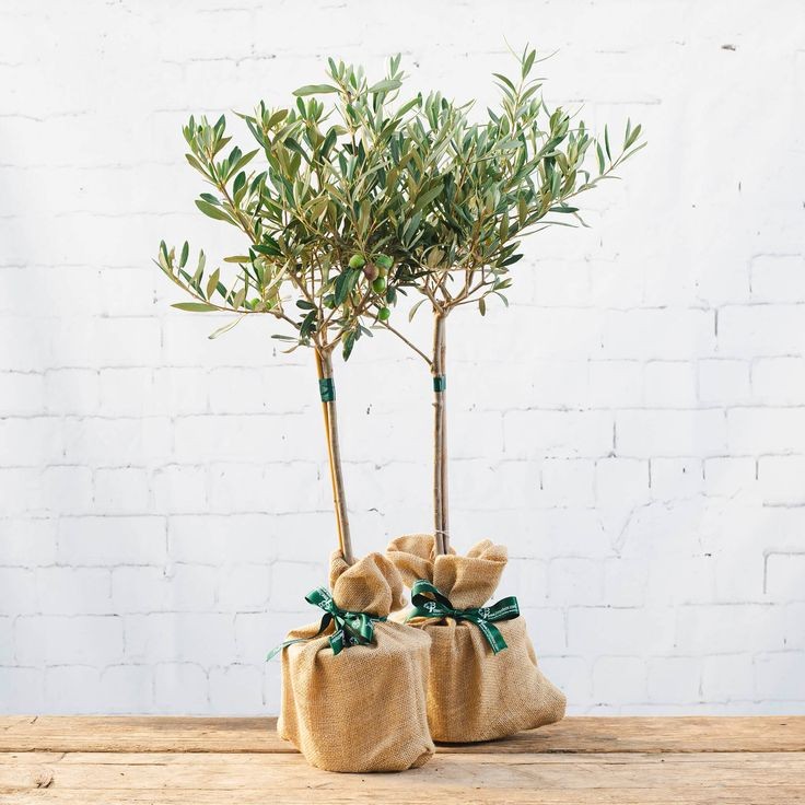 Zeytin Ağacı Large-Bonsai Zeytin-80-90 Cm