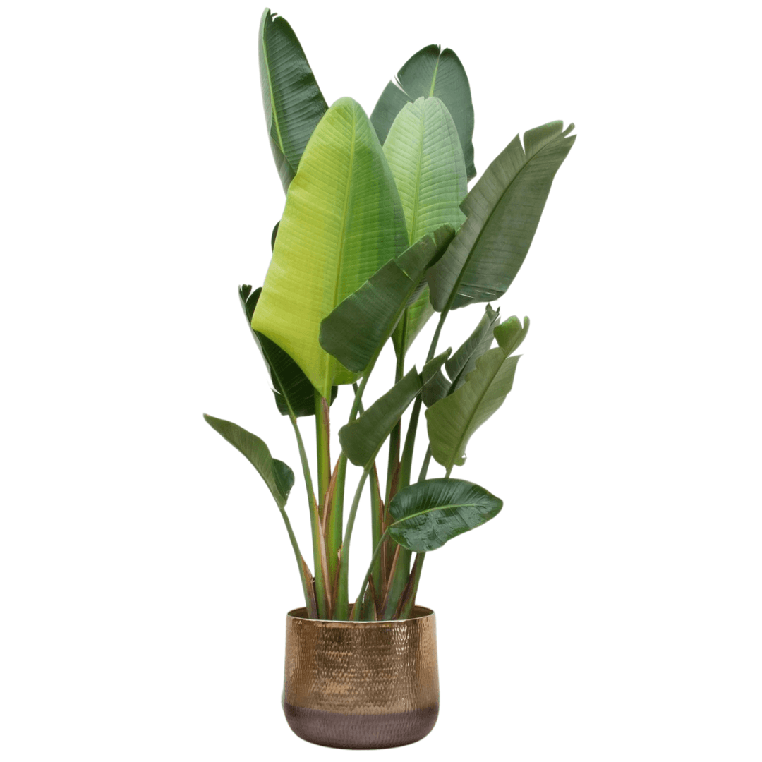 Starliçe (Strelitzia Nicolai) 200-220 cm İki Gövdeli Beyaz Cennet Kuşu